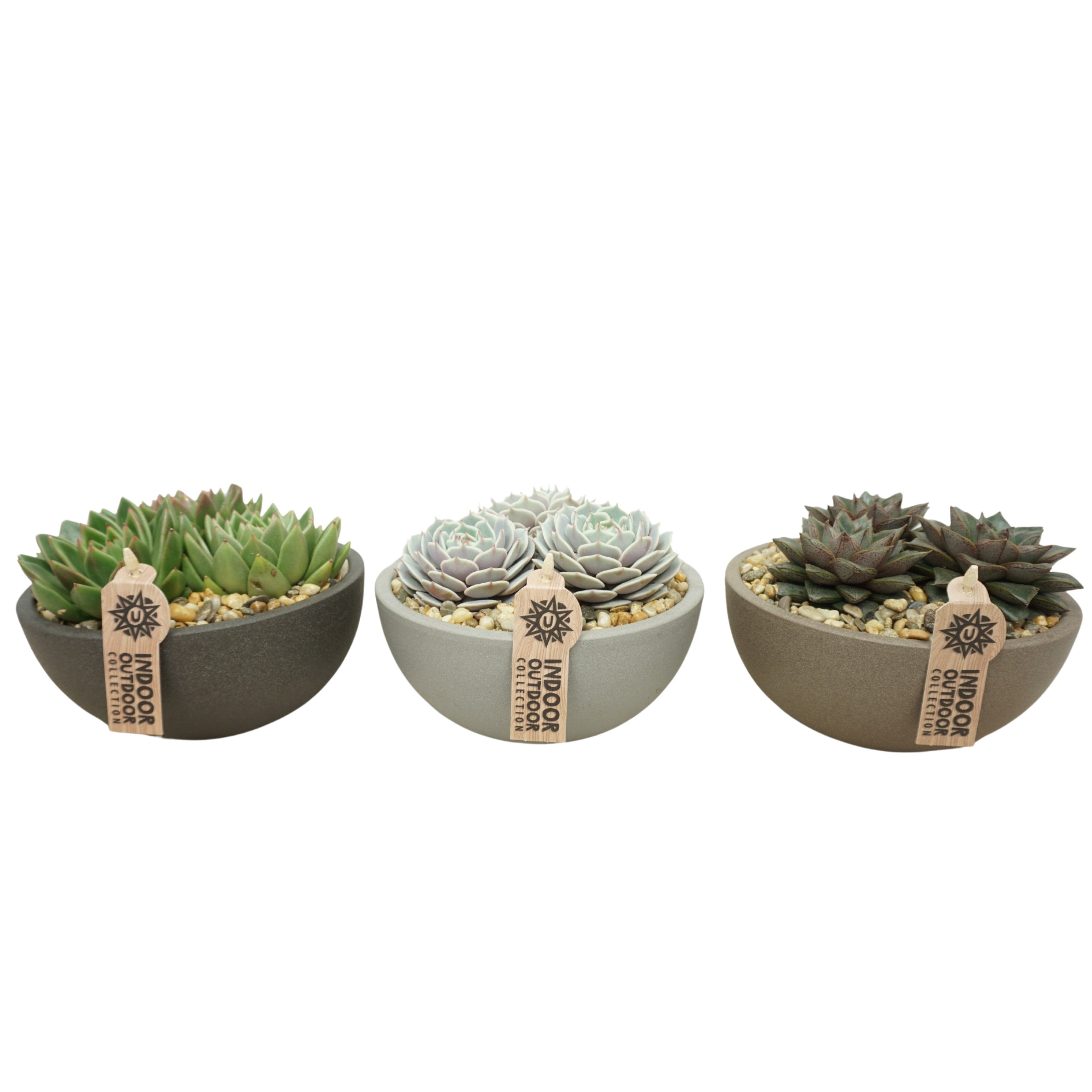 Moonschaal 18 cm Echeveria beplant (3 assorti), D 18