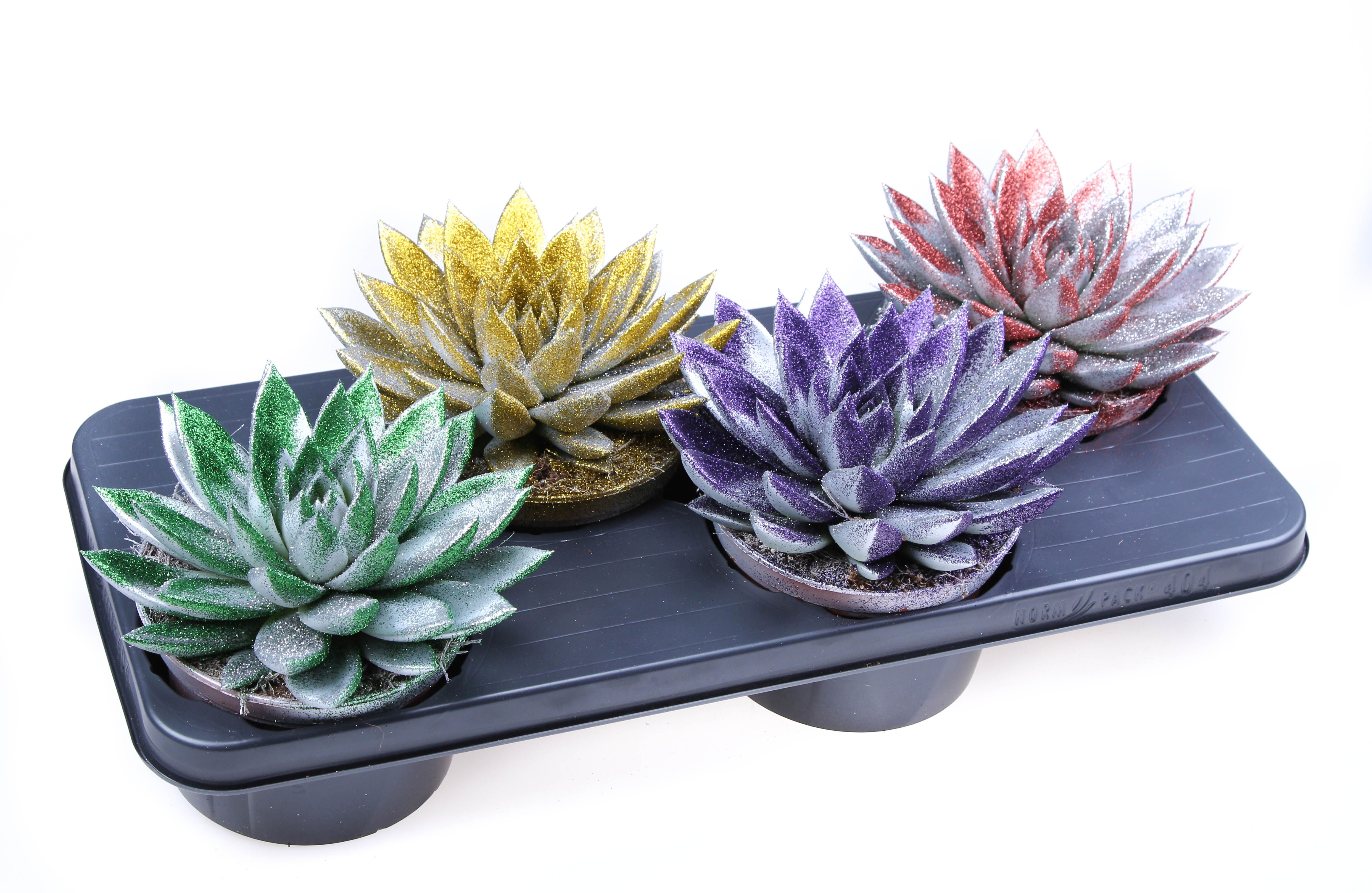 Miranda zilver + MIX bioglitter, D 15