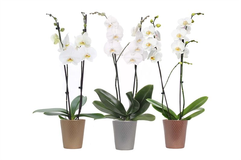 Zoe dots luxury mix Phal wit 2T14+, D 12