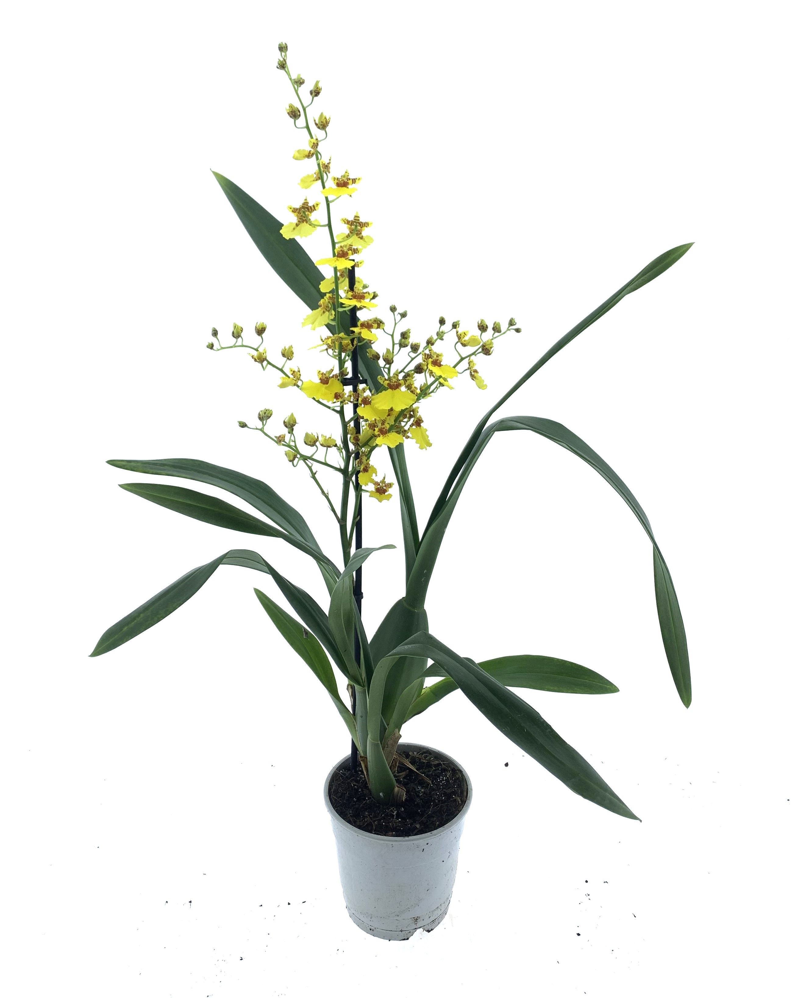 Oncidium 1-tak (lang), D 12