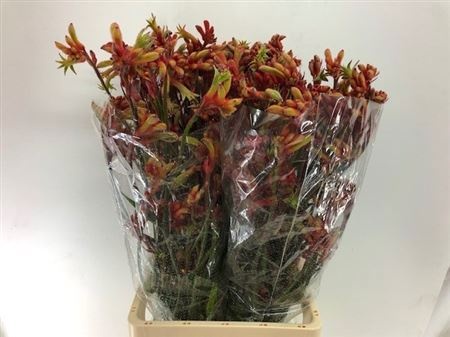 Анигозантус Рой Слевен 80 (оранжево-зел.), шт.