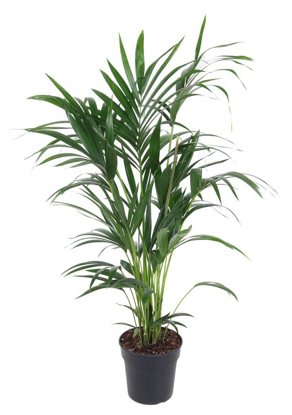 Howea Forsteriana(kentia) P21-100, D 21