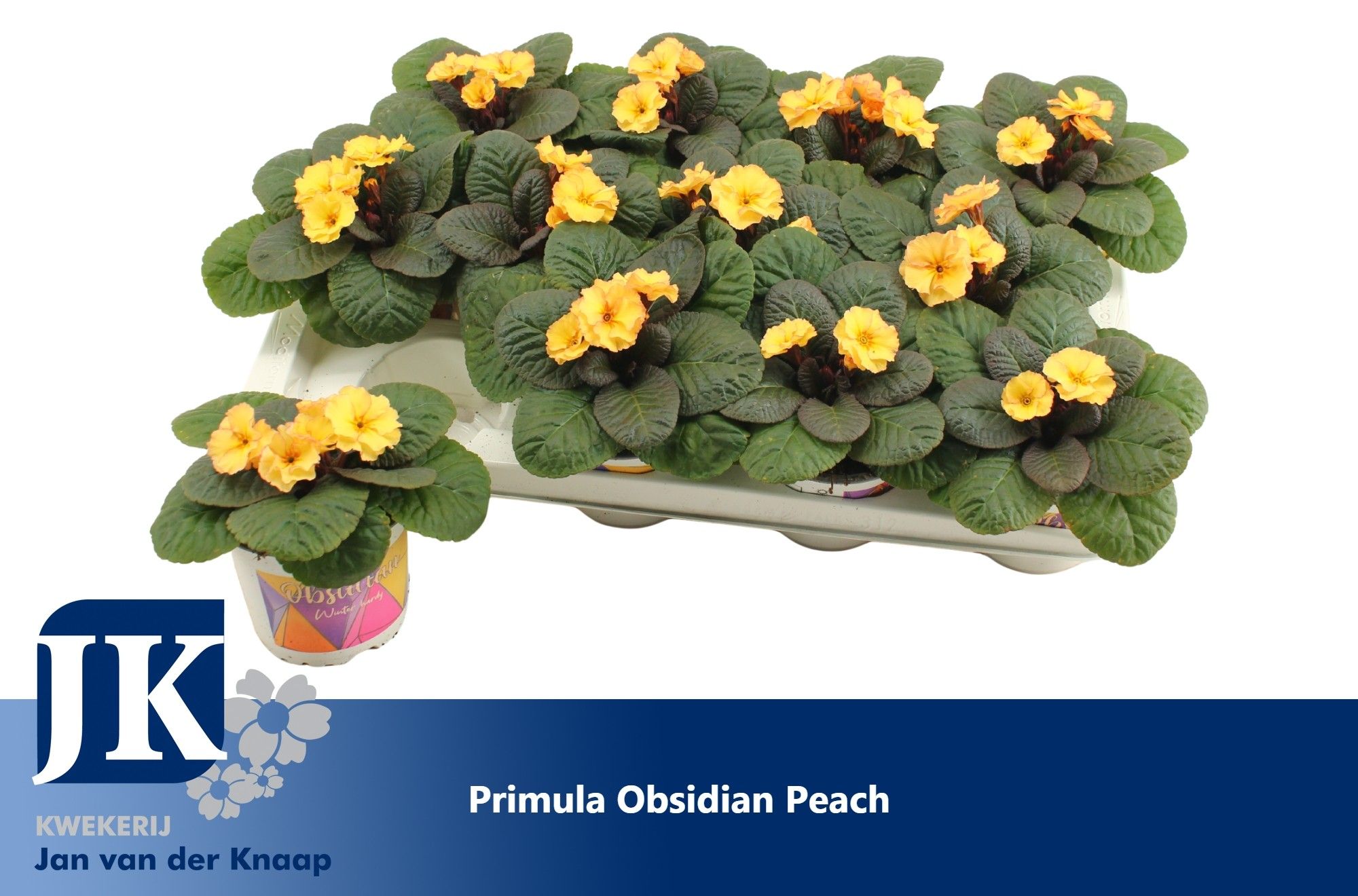 Primula Peach Winterhard, D 12