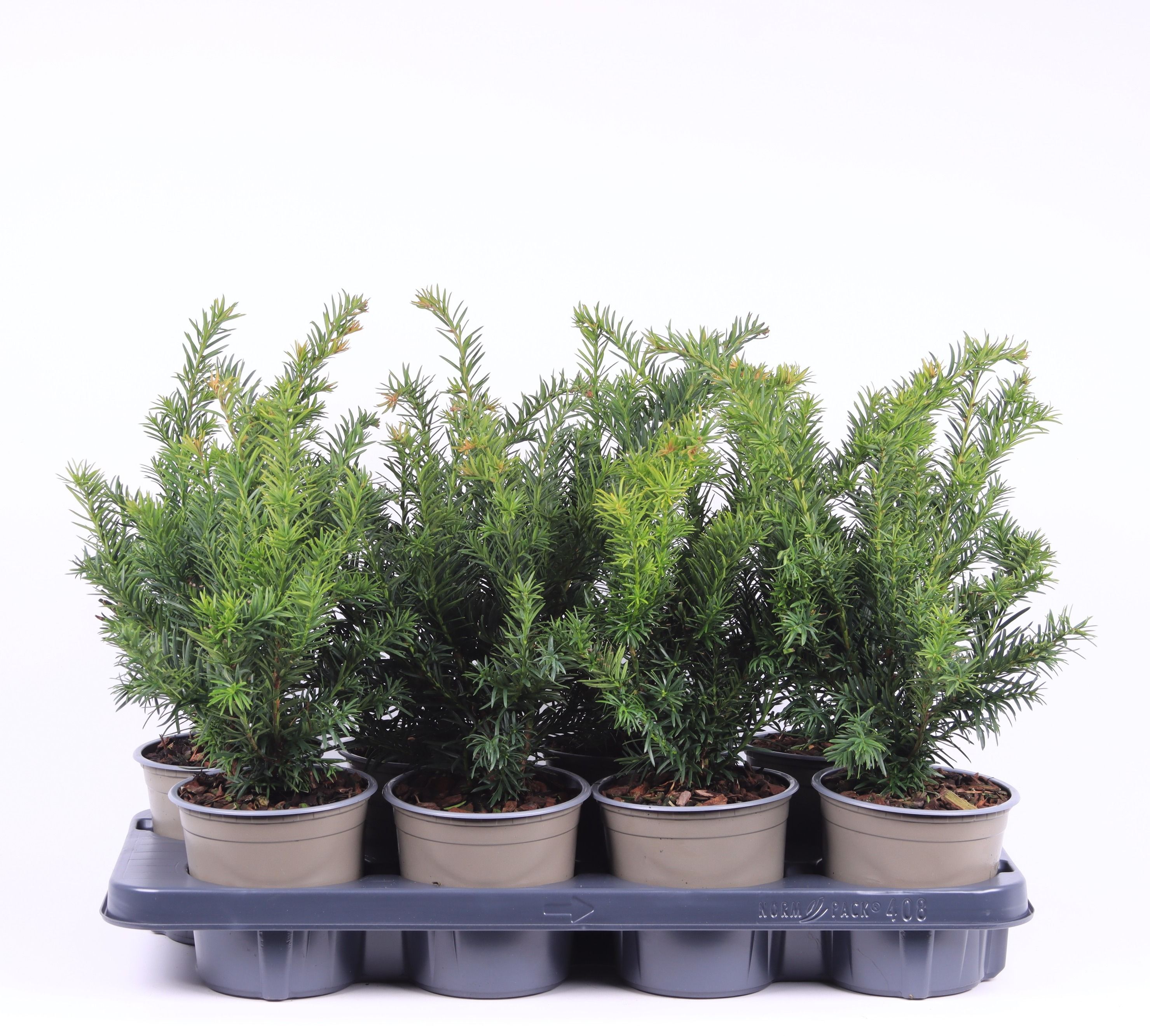 Taxus baccata 'Repandens', D 13