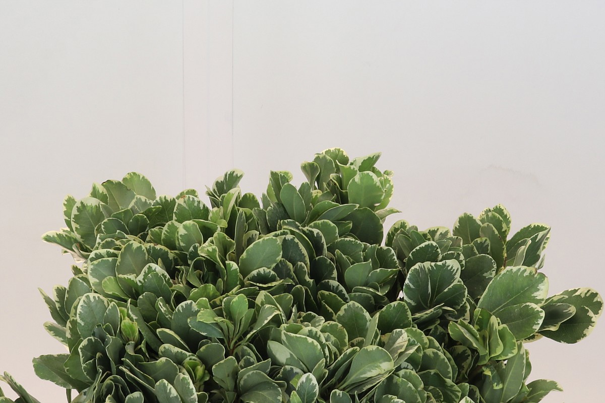 Питтоспорум Илан 45 (зелено-бел.), шт.