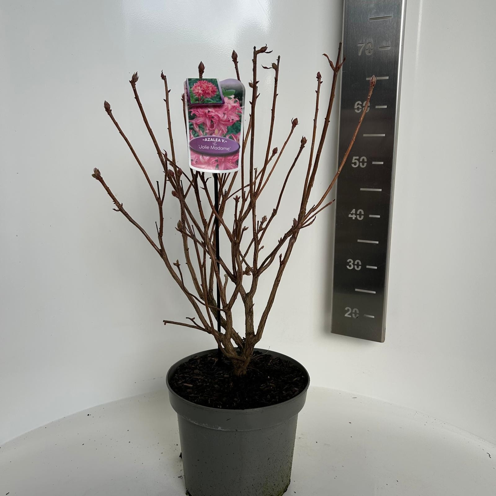 Azalea knaphill Jolie Madame, D 23