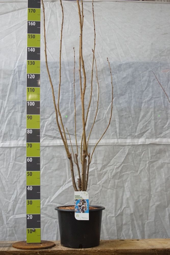 Prunus serrulata 'Amanogawa' C 20, D 34