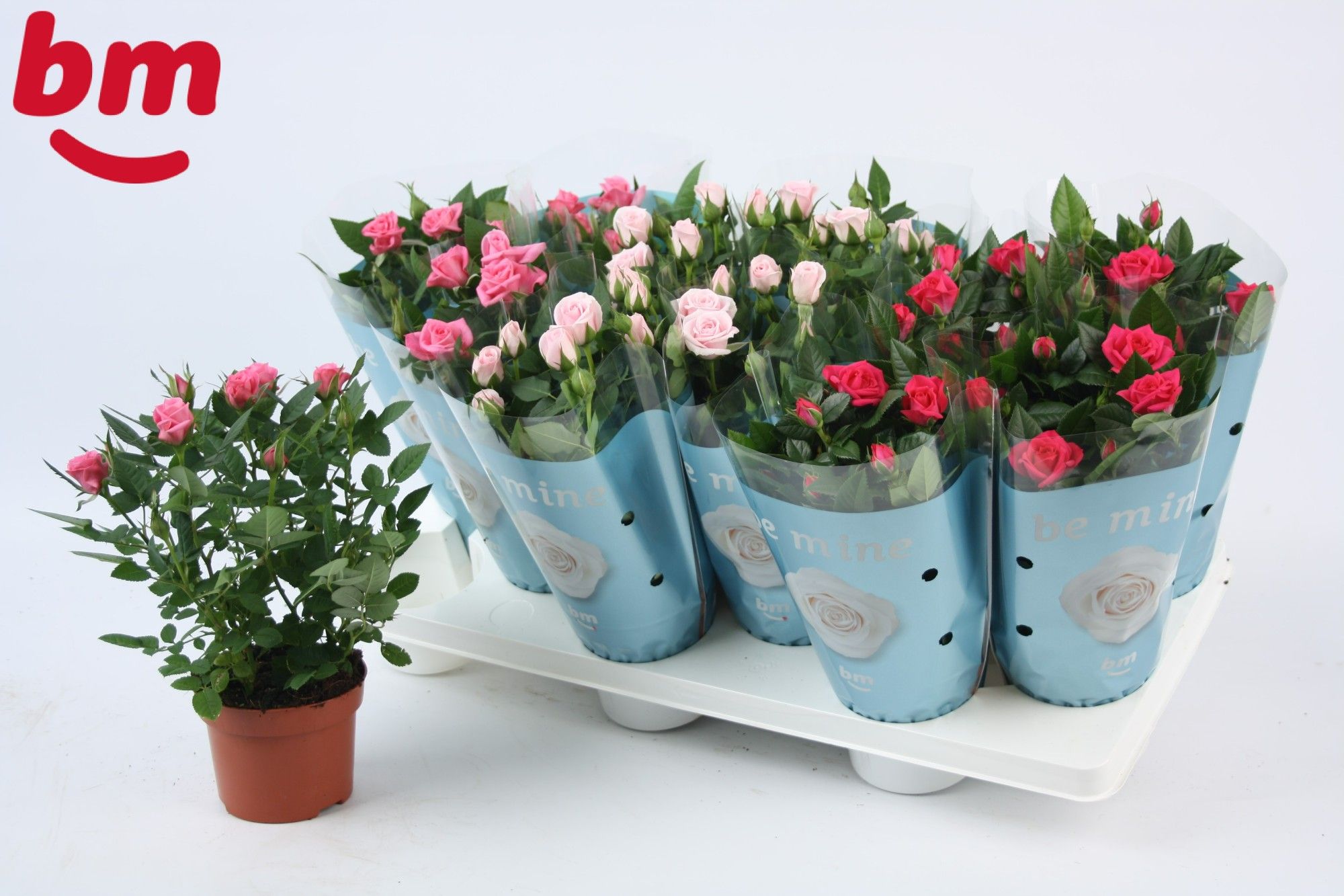 10,5cm seizoensmix Beau Monde, D 10,5