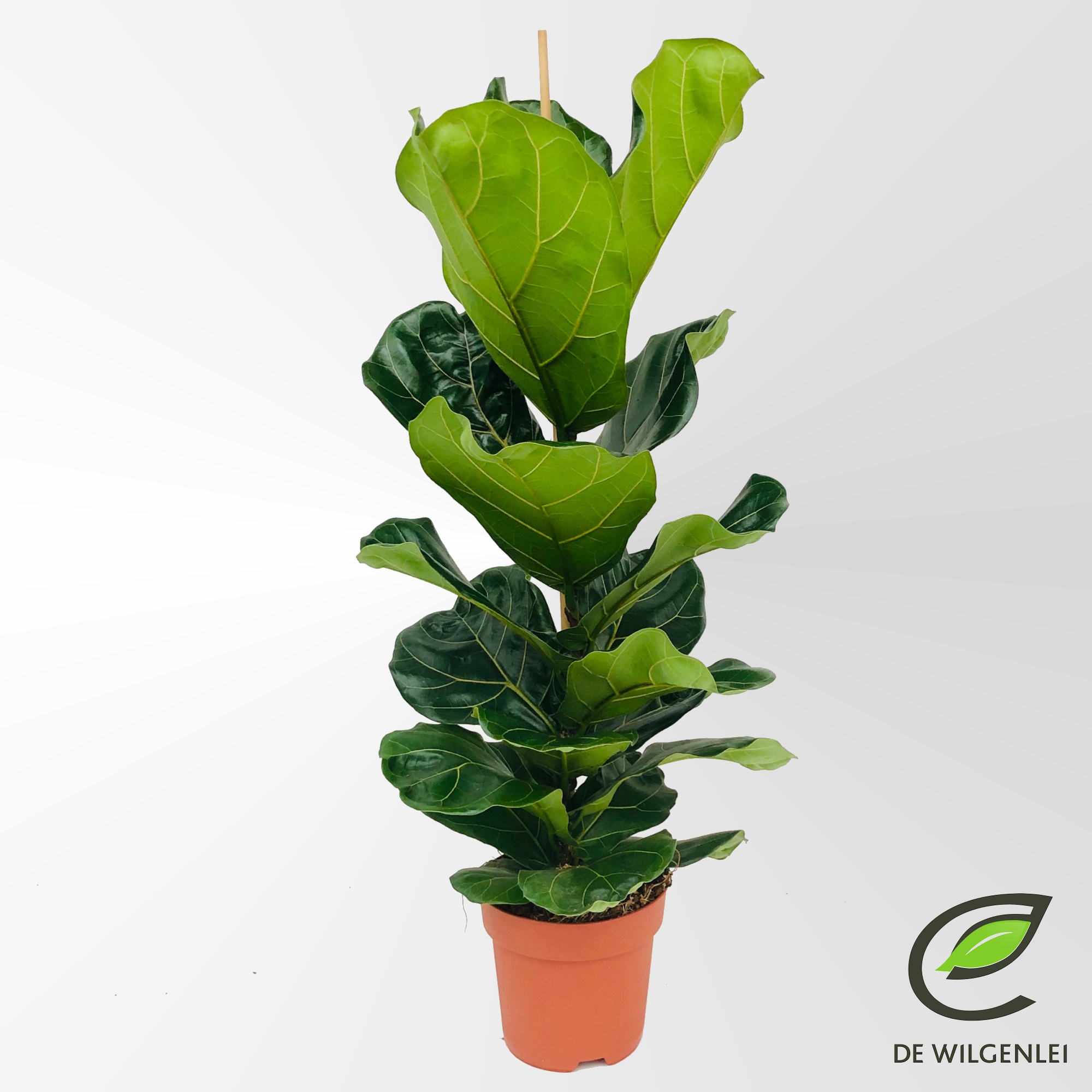 Ficus lyrata p21, D 21