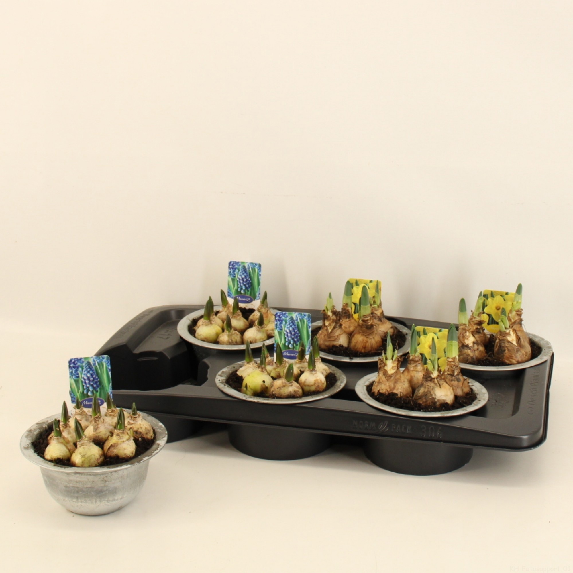 Bol op pot 15cm zink, D 15