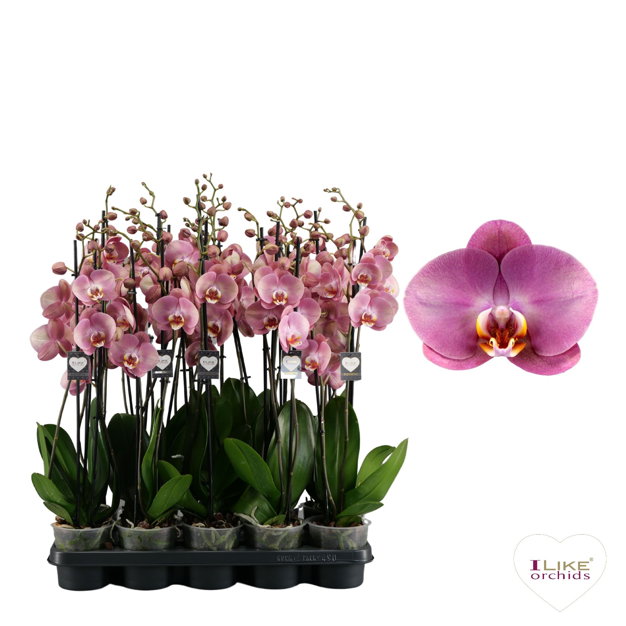 Phalaenopsis Honey Peach - 3 tak 70cm, D 12