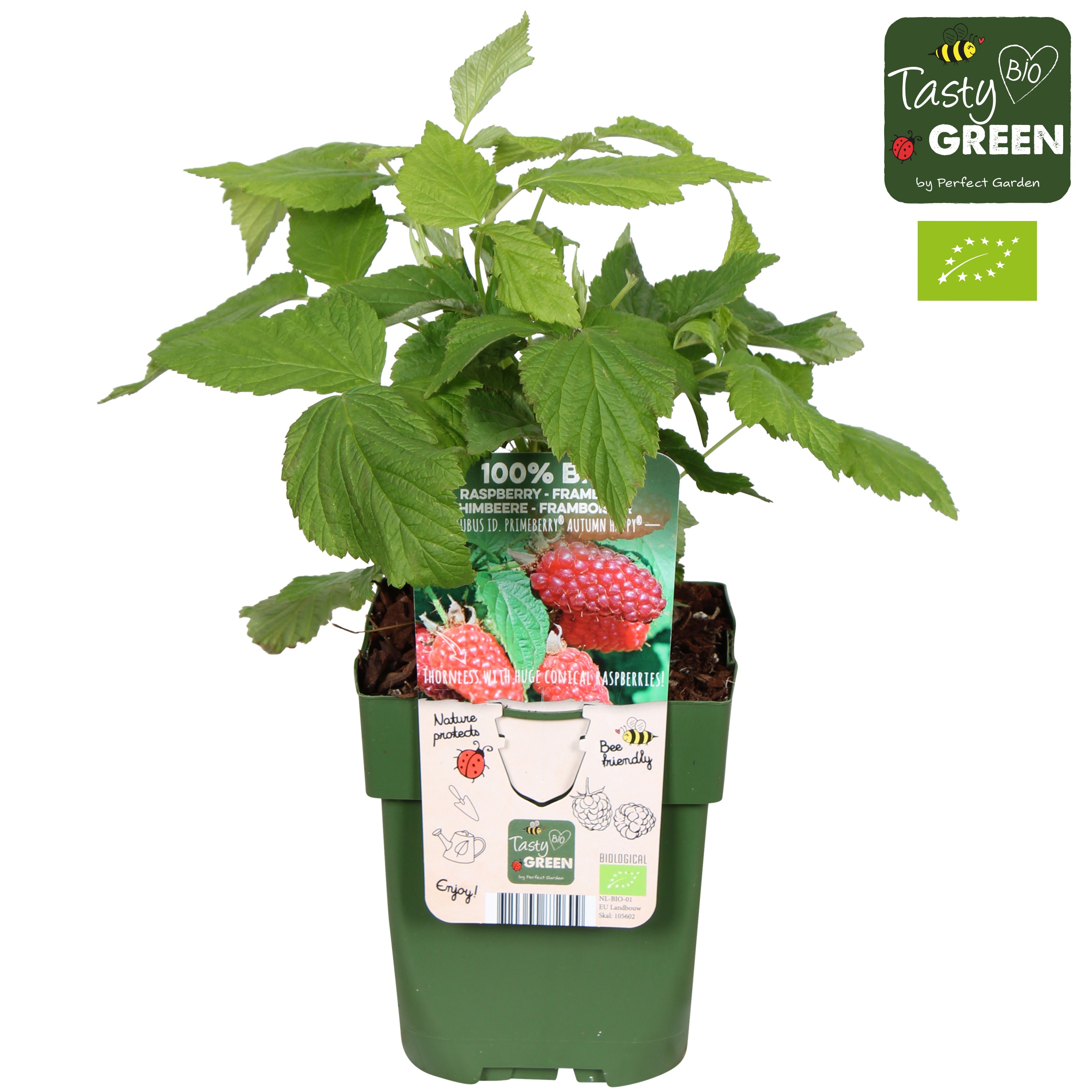 Rubus idaeus Autumn Happy® Bio P13, D 13