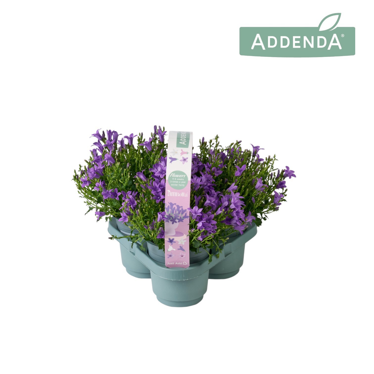 Campanula Ambella Intense Purple 3-Pack, D 10,5