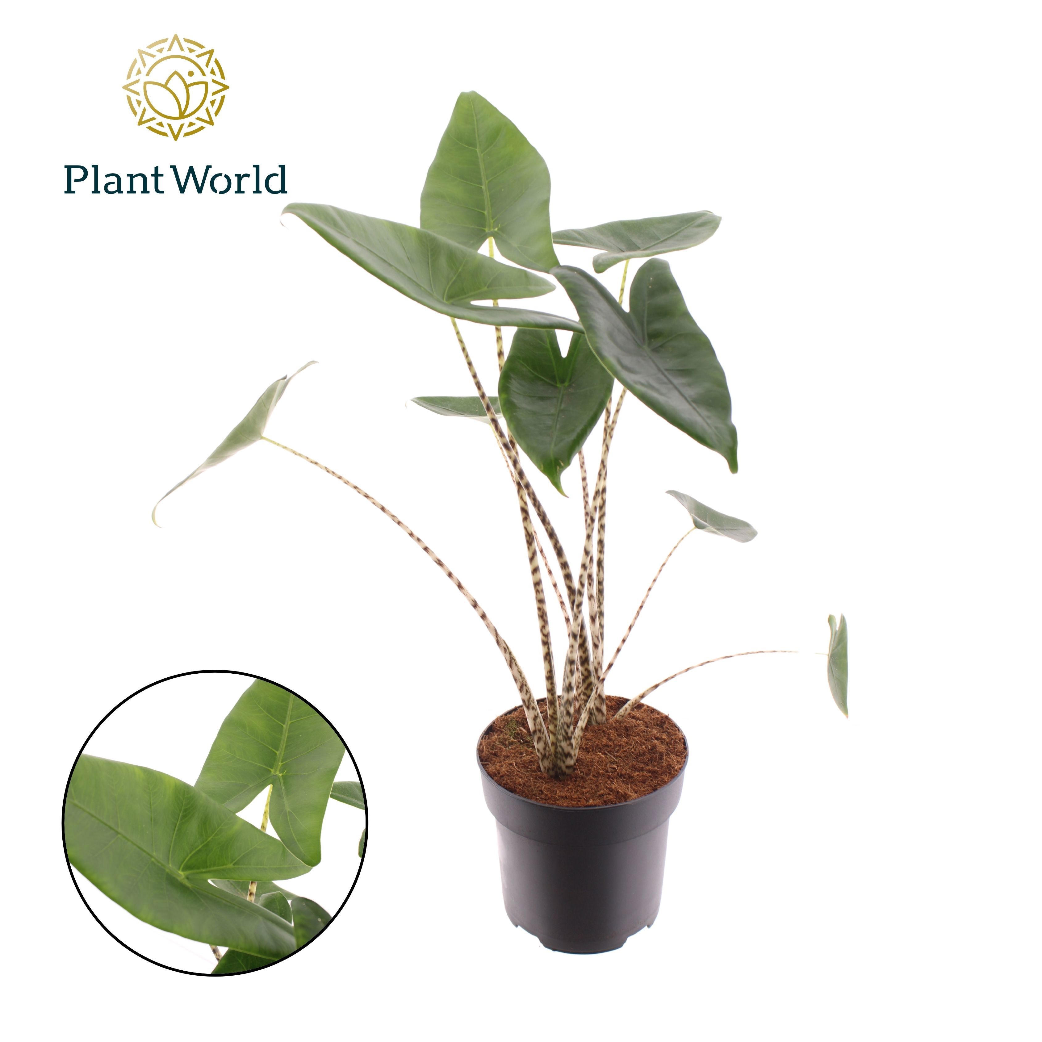 Alocasia Zebrina, D 19