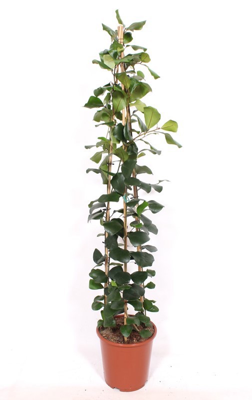 Ficus Trinova, D 27