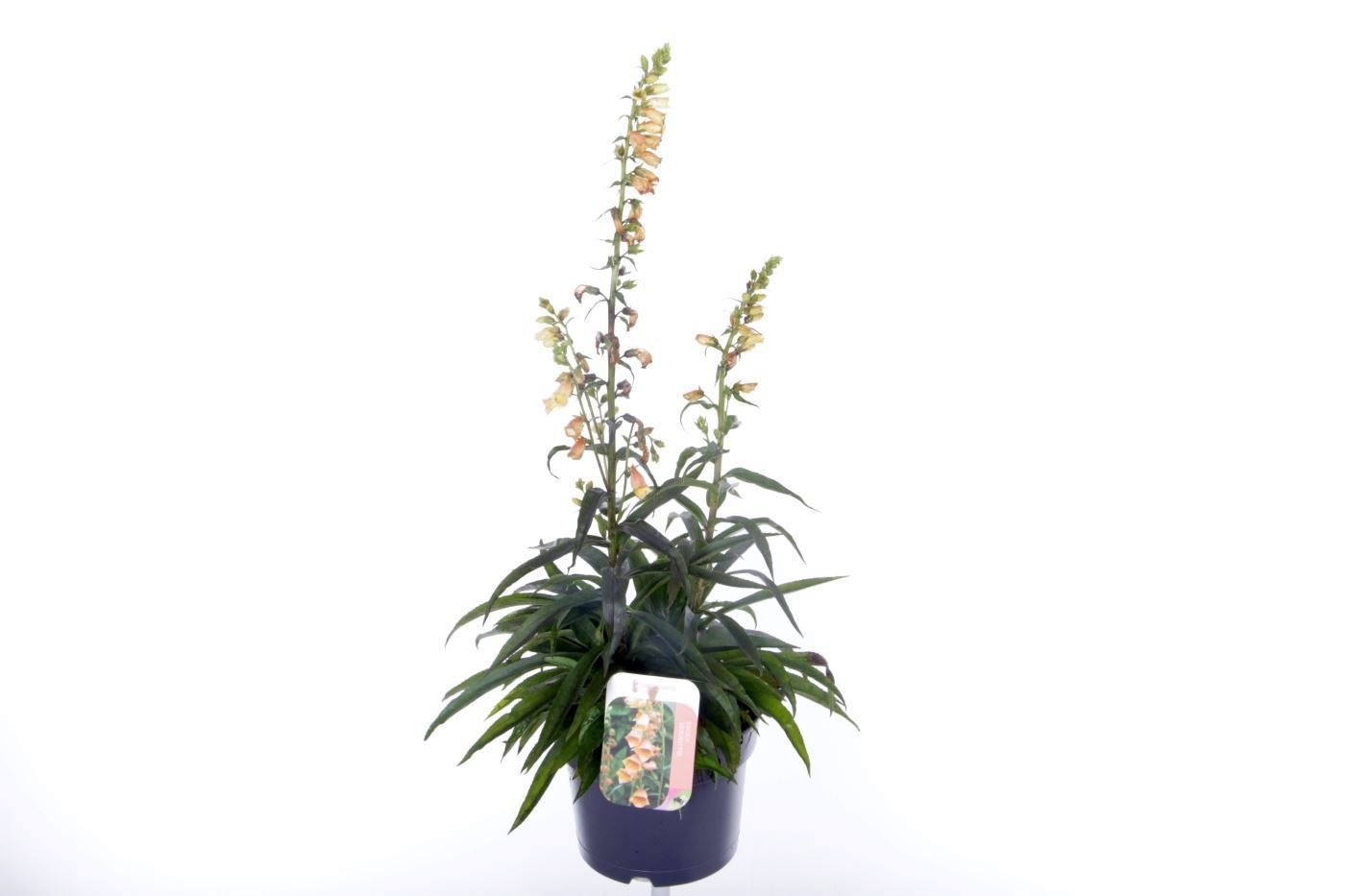 Digitalis Goldcrest, D 17