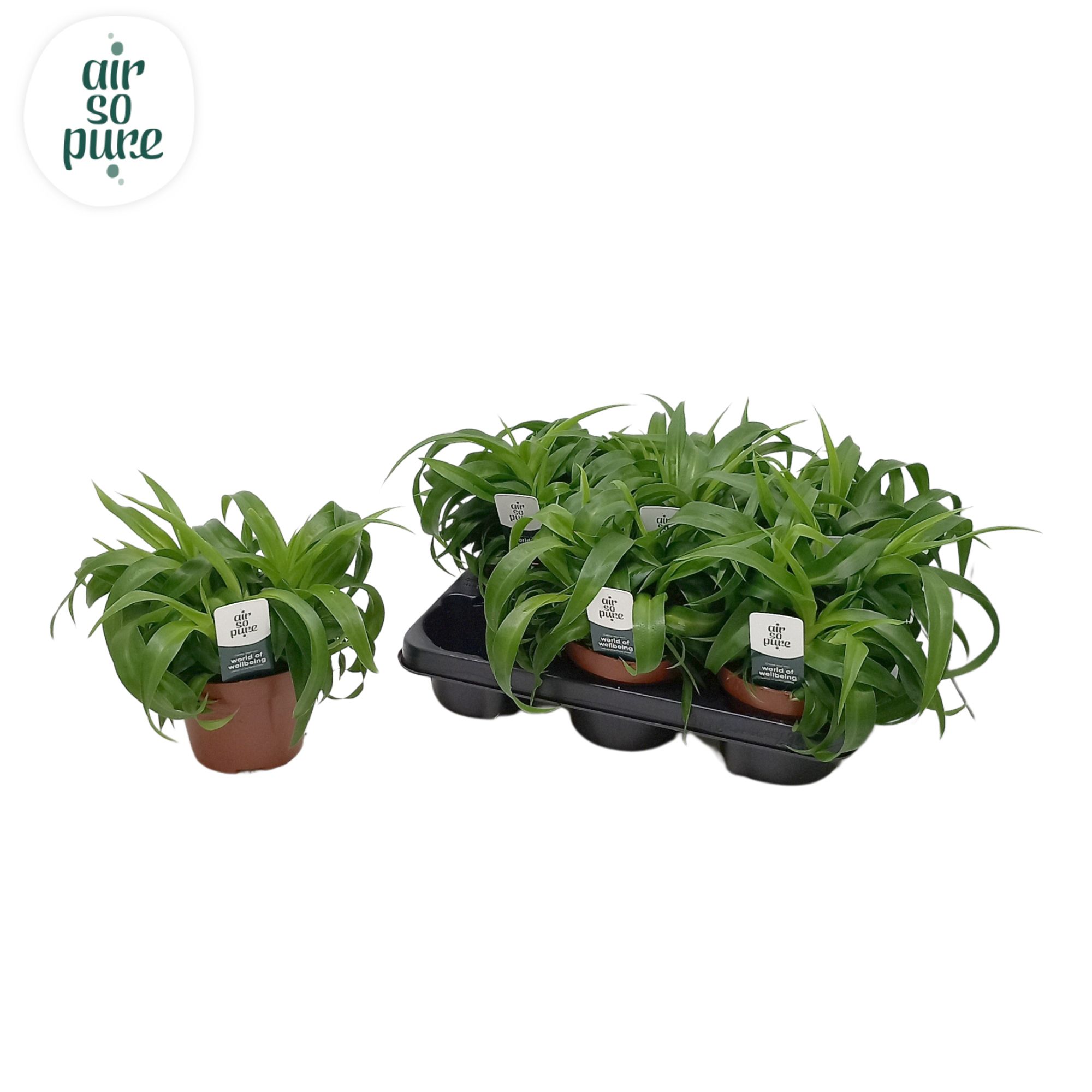 Chlorophytum Com 'Green Bonnie' Air So Pure®, D 13