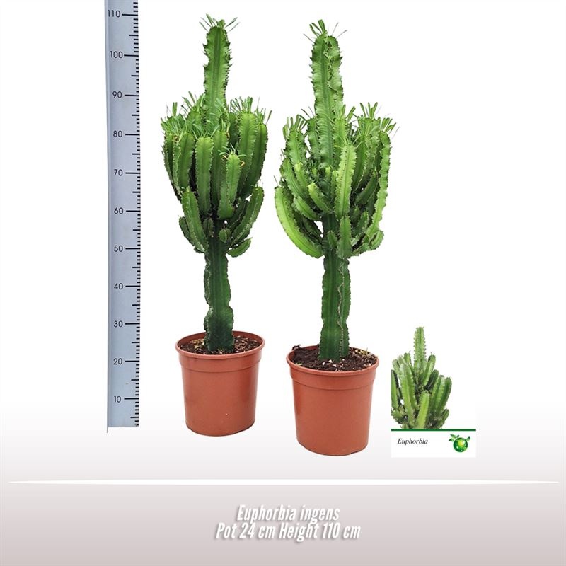 Euphorbia ingens, D 24