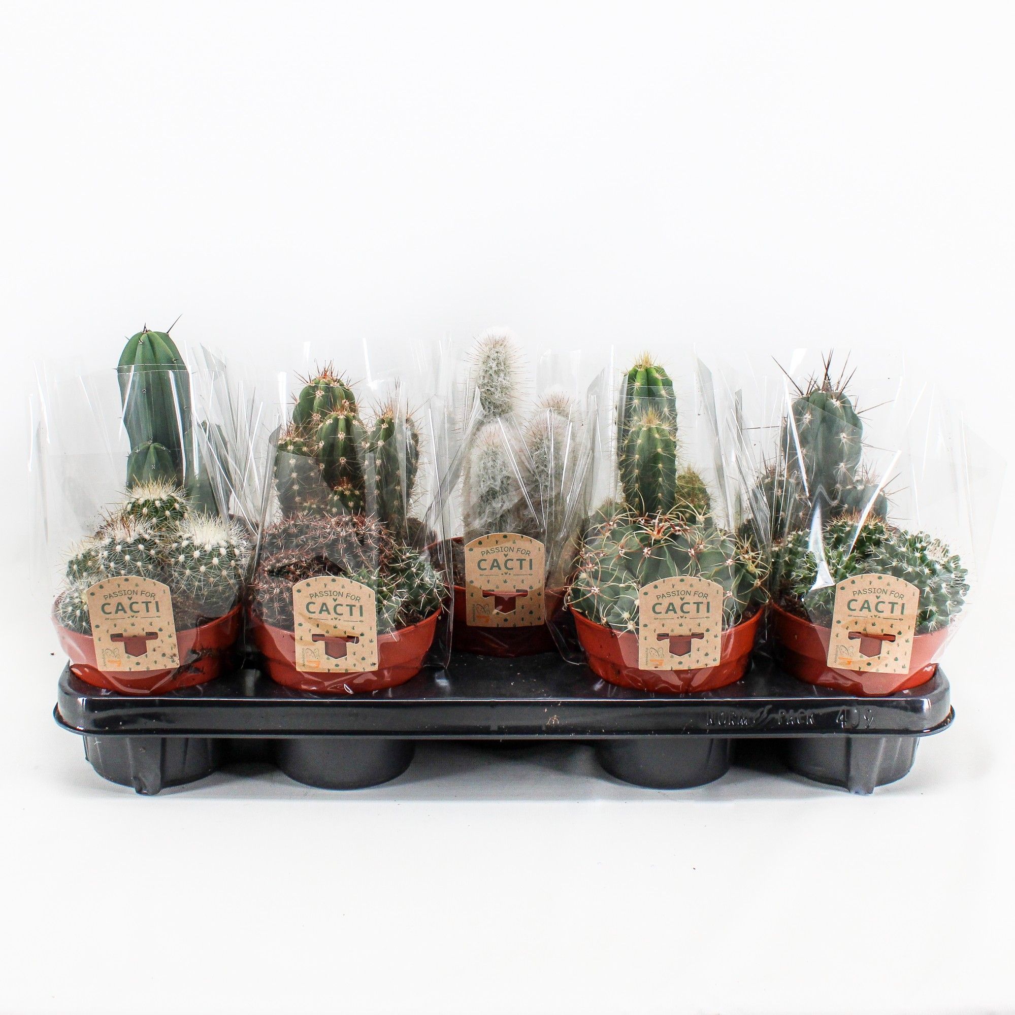 Cactus mix. 409 hoes p12, D 12