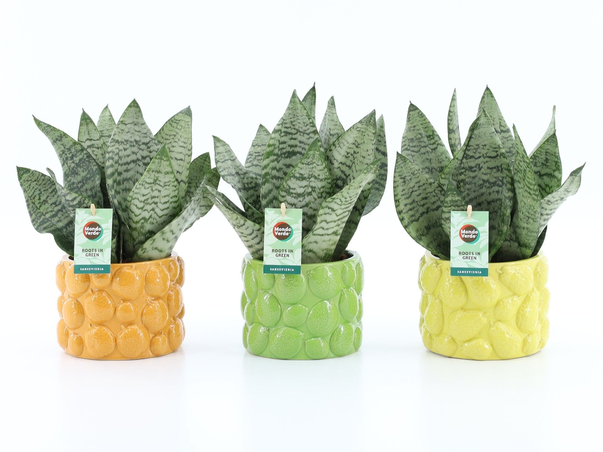 Sansevieria Black Coral in Dolce Frutta, D 15