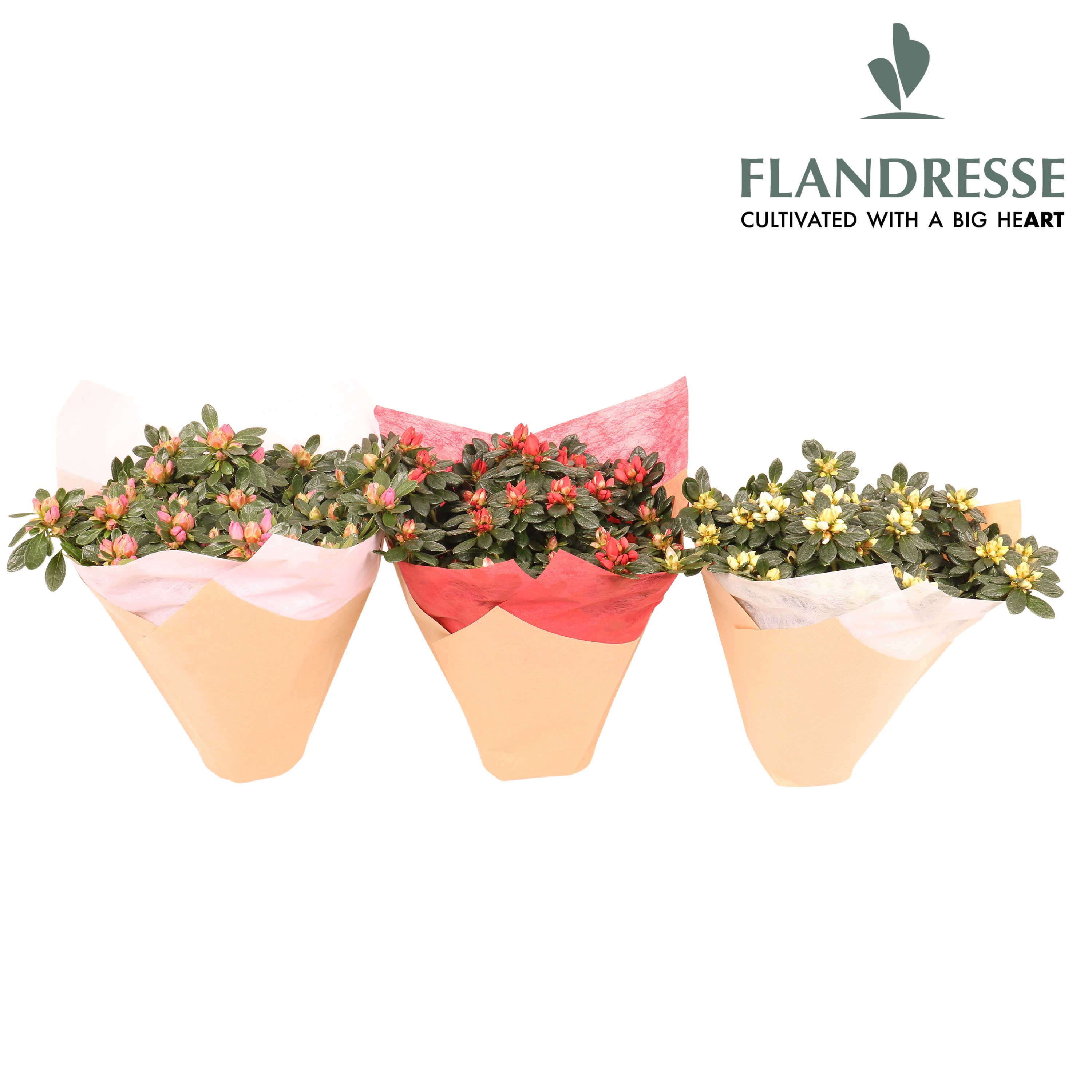 Azalea Flandresse® hoes ton-sur-ton, D 12