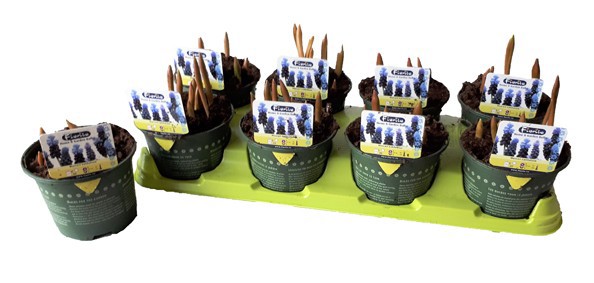 Muscari Latifolium, D 13