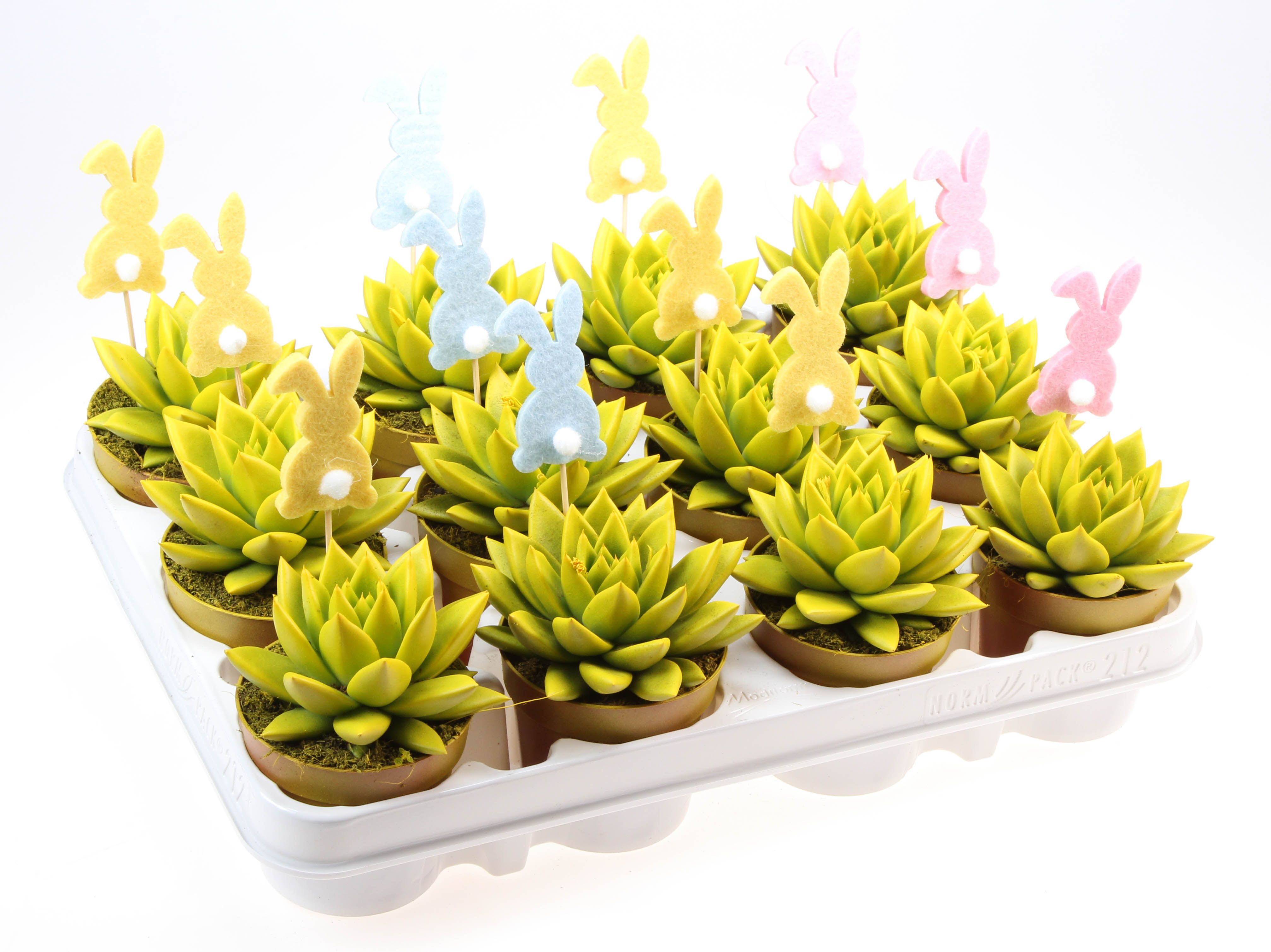 Rainbow miranda geel + bunny, D 8,5