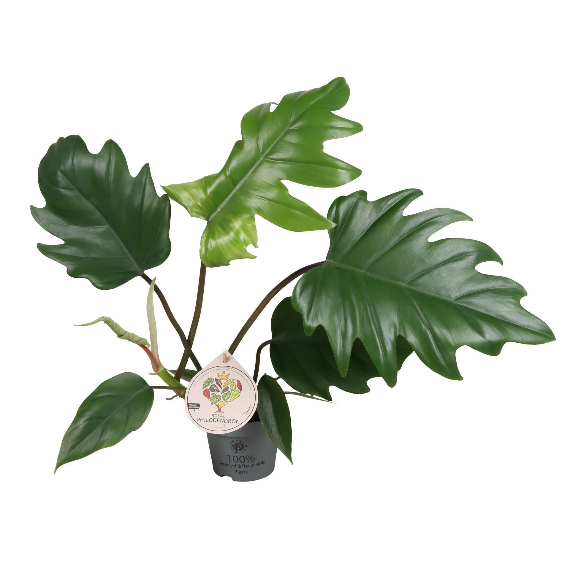Philodendron Mayoi 12 cm, D 12