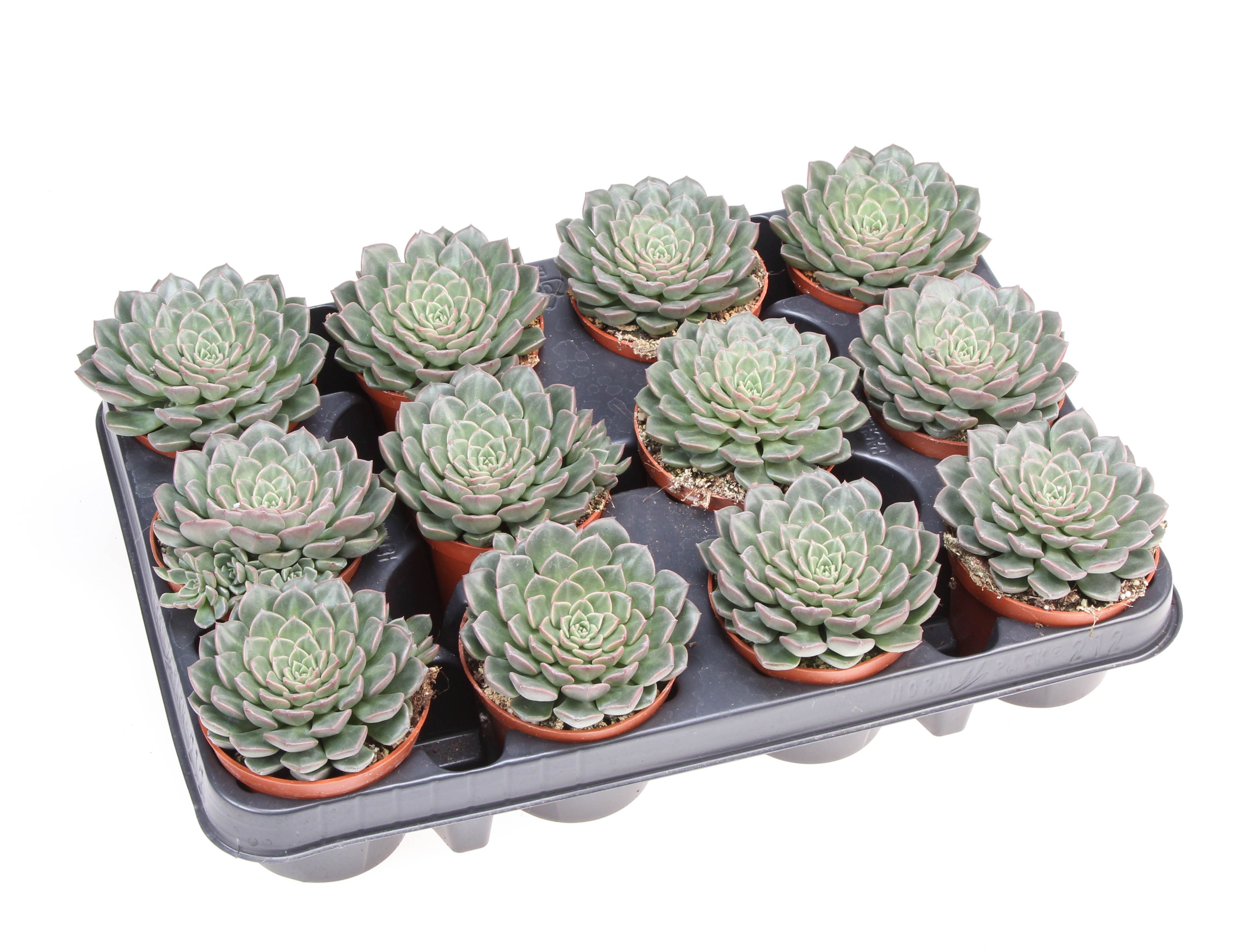 Graptopetalum Vega, D 8,5