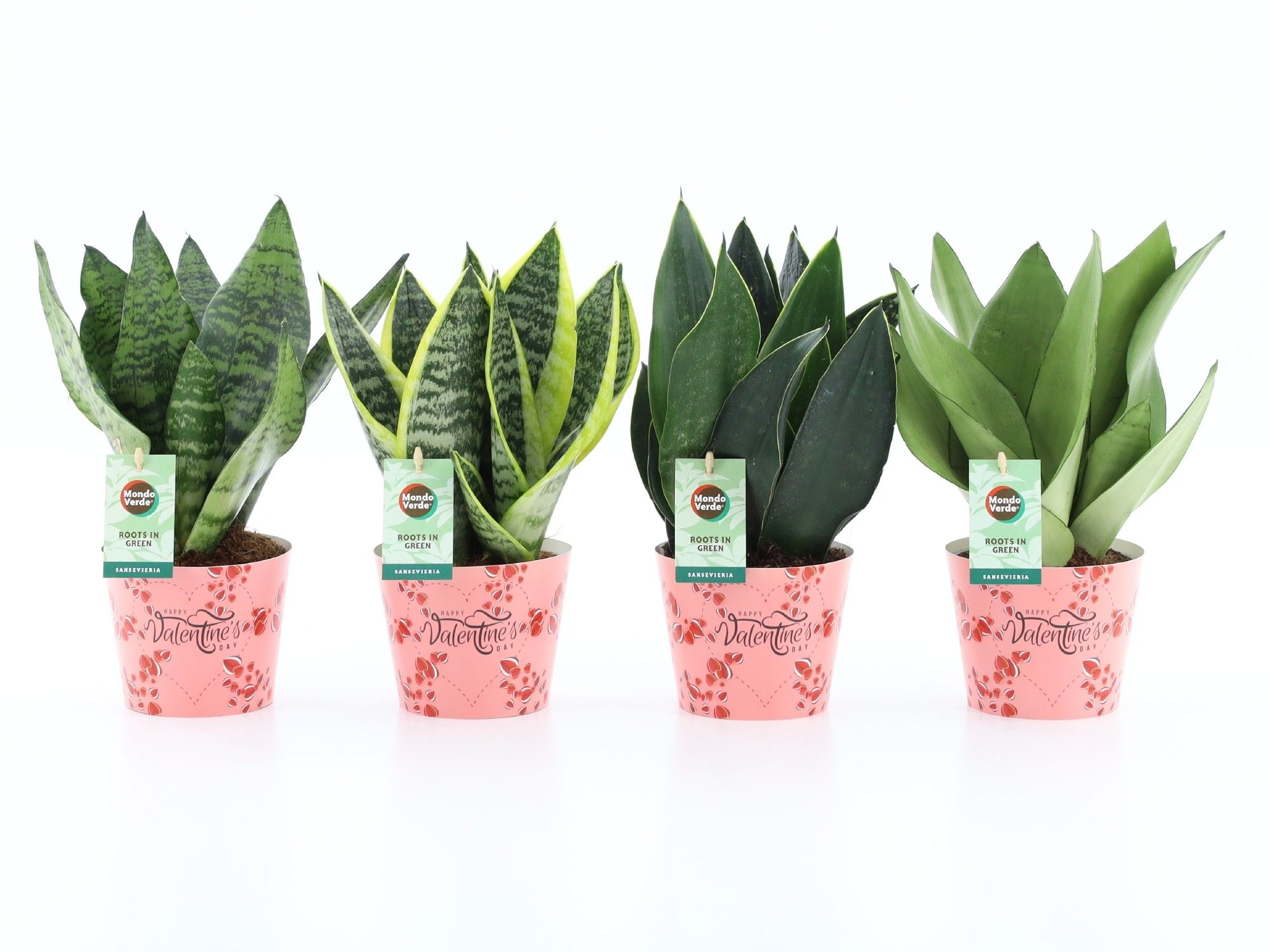 Sansevieria Mix in Potcover Valentine, D 12