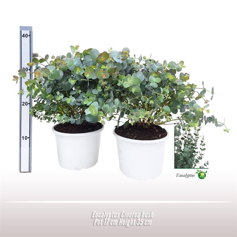 Eucalyptus Cinerea struik, D 17