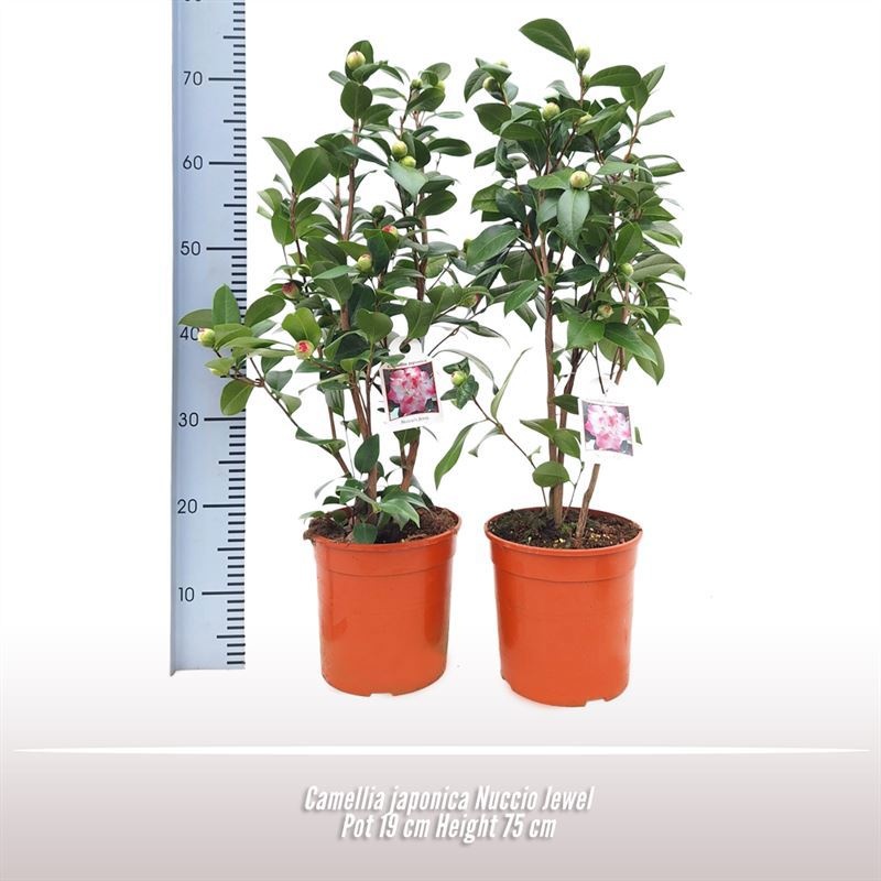 Camellia japonica Nuccio Jewel, D 19