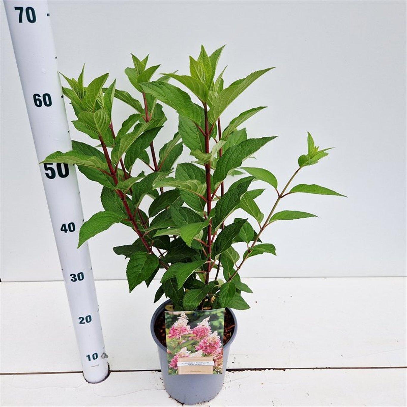Hydrangea pan. Pinky Winky ('Dvppinky'PBR), D 17