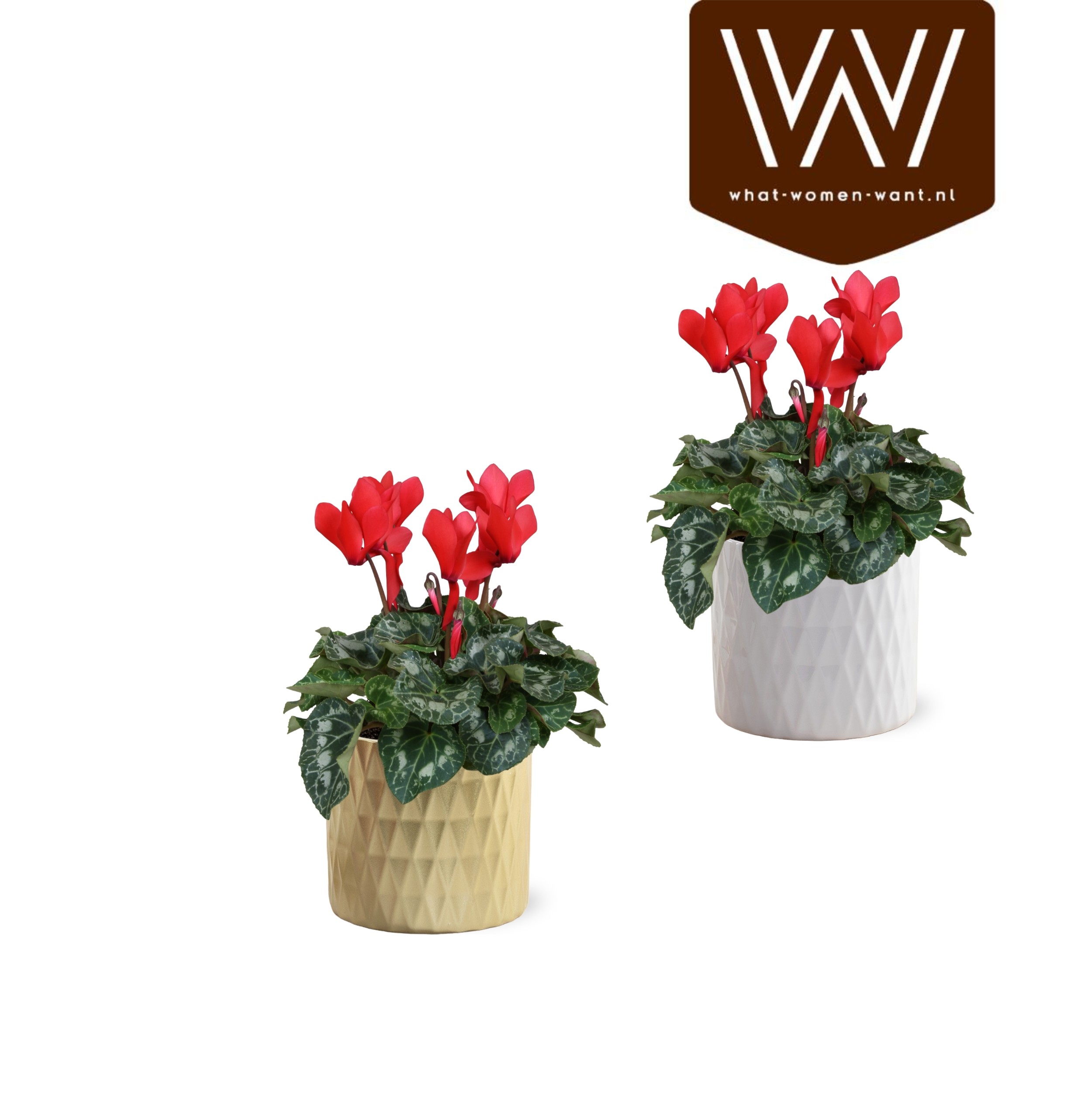 Collectie "Luxury World" Cyclamen rood in keramiek Paige, D 14