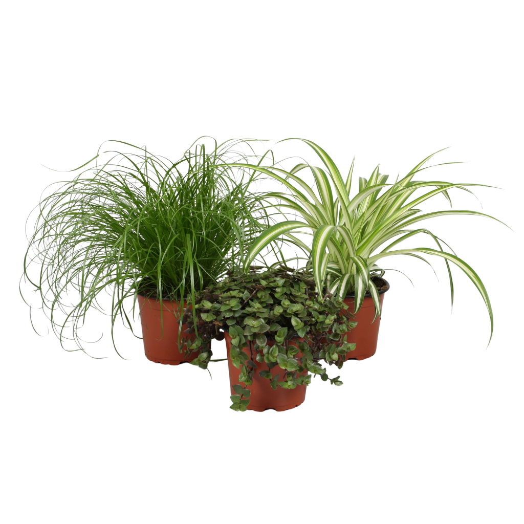 Pet mix 3 soorten, D 12