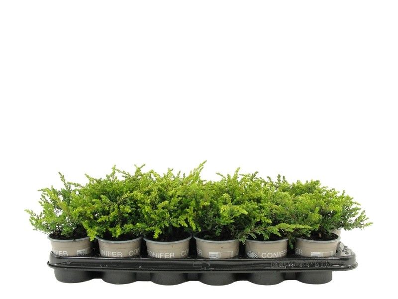 Juniperus communis 'Goldschatz', D 9