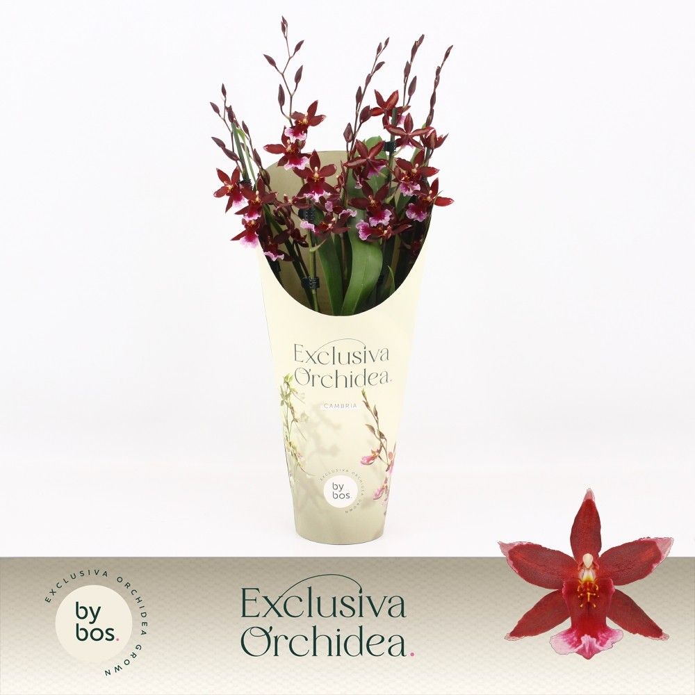 Barrocco Red, 5/6-spike 'Exclusiva Orchidea' Potcover, D 12