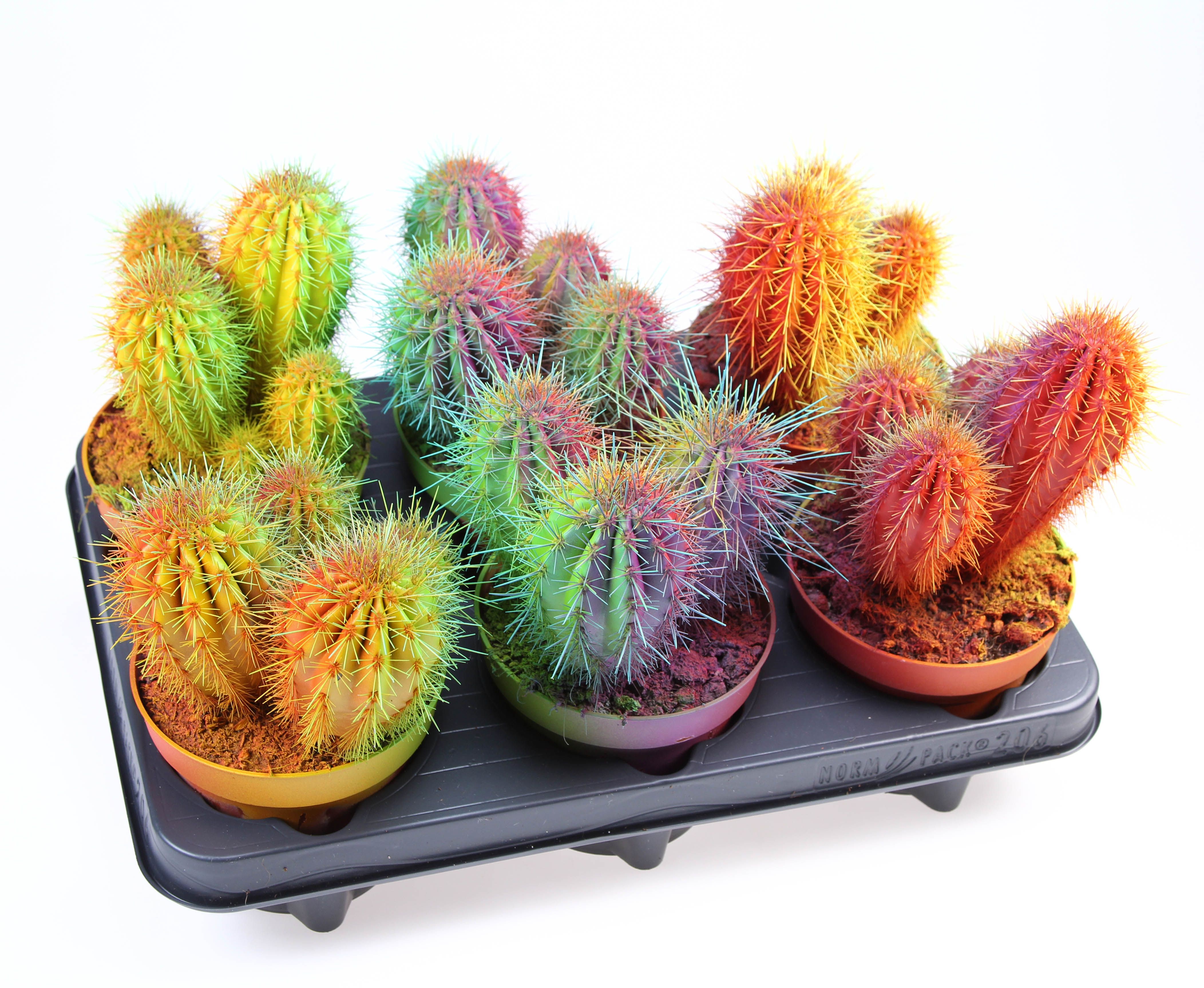 Rainbow cactus Chameleon, D 12