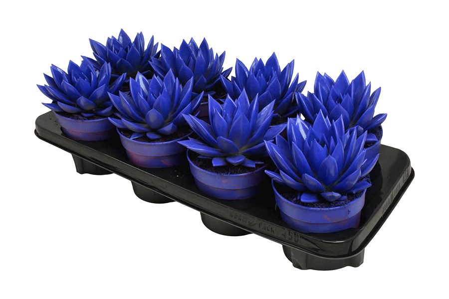 Miranda coloured dark blue, D 12