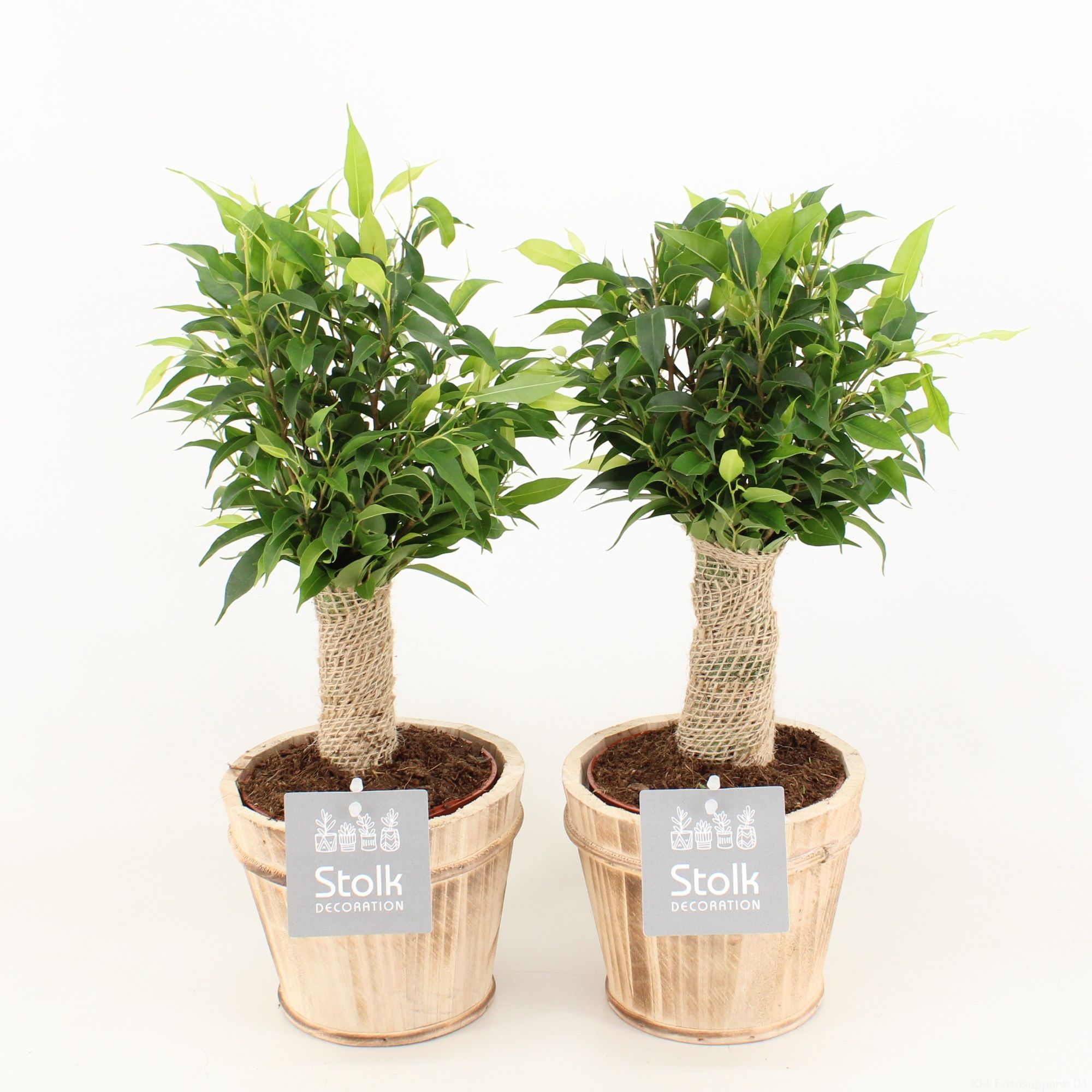 Ficus Benjamina Natasja in Wood Bruin, D 13