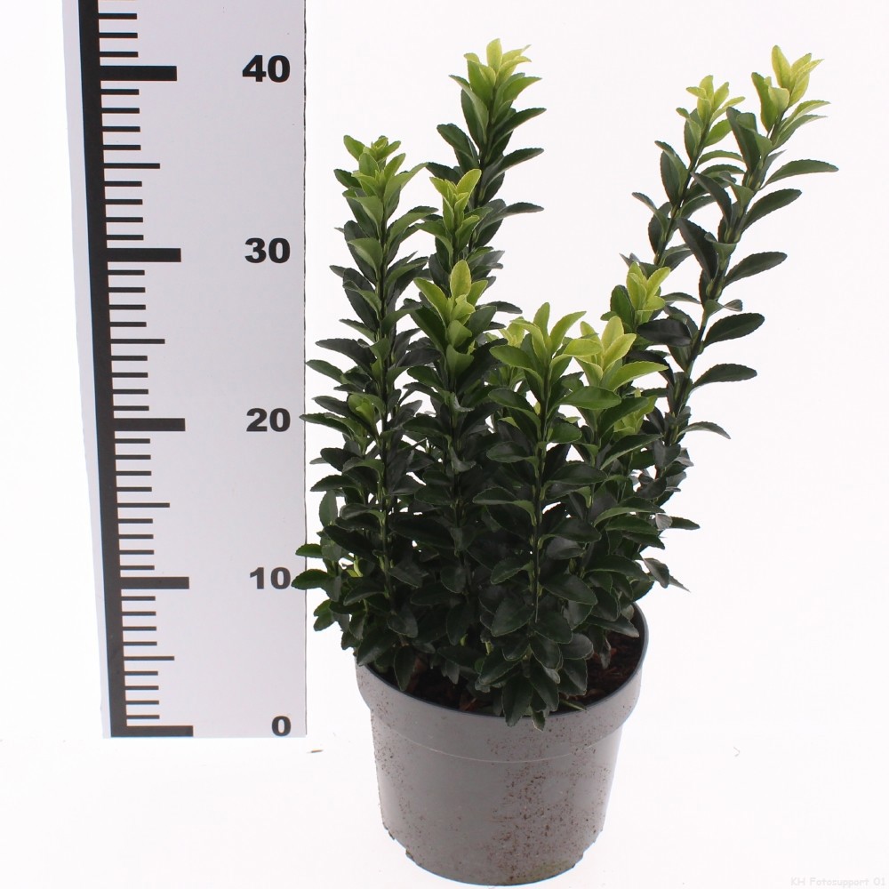 Euonymus japonicus 'Paloma Blanca', D 17