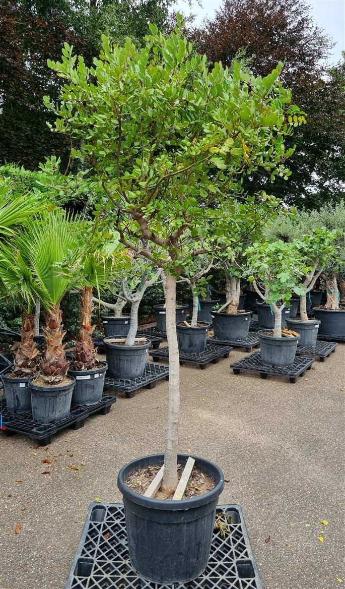 Ceratonia Siliqua Op Stam P55 H220 Nr B, D 55