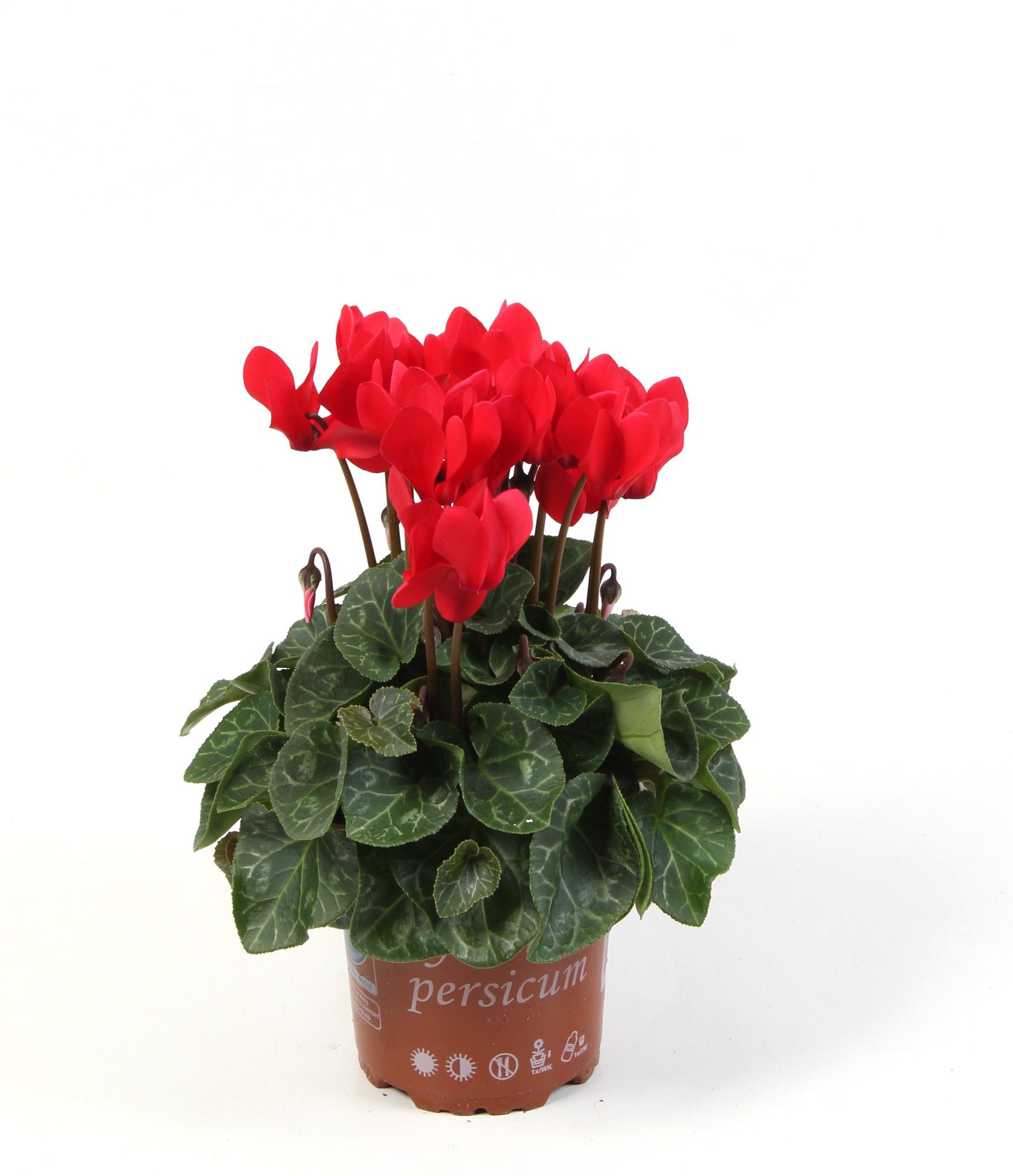 Cyclamen Super Serie Compact red, D 10,5