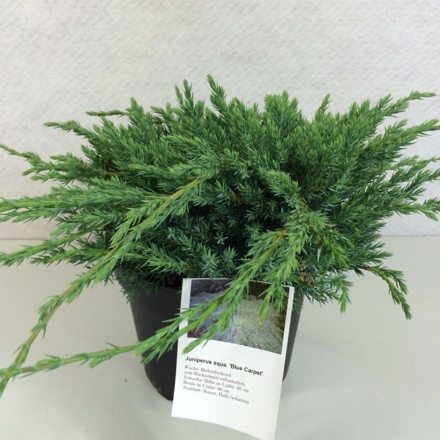 Juniperus squamata 'Blue Carpet', D 29