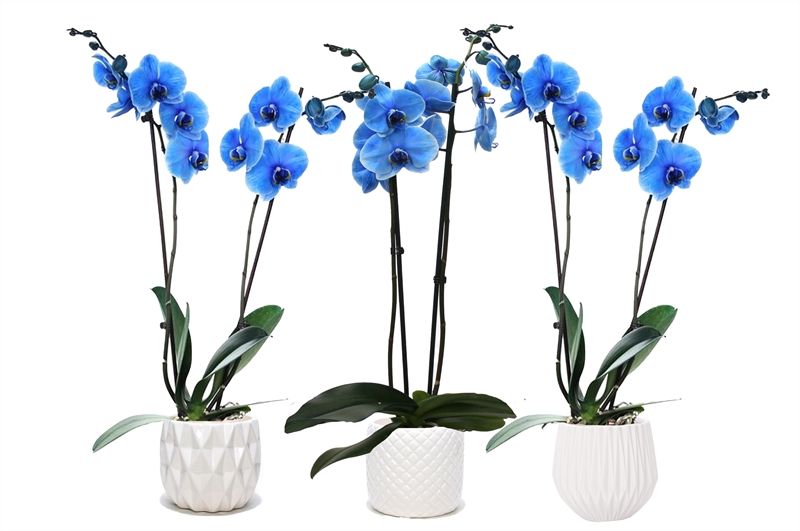 Dolomite p12 White mix Phal I am Blue 2T14+, D 12