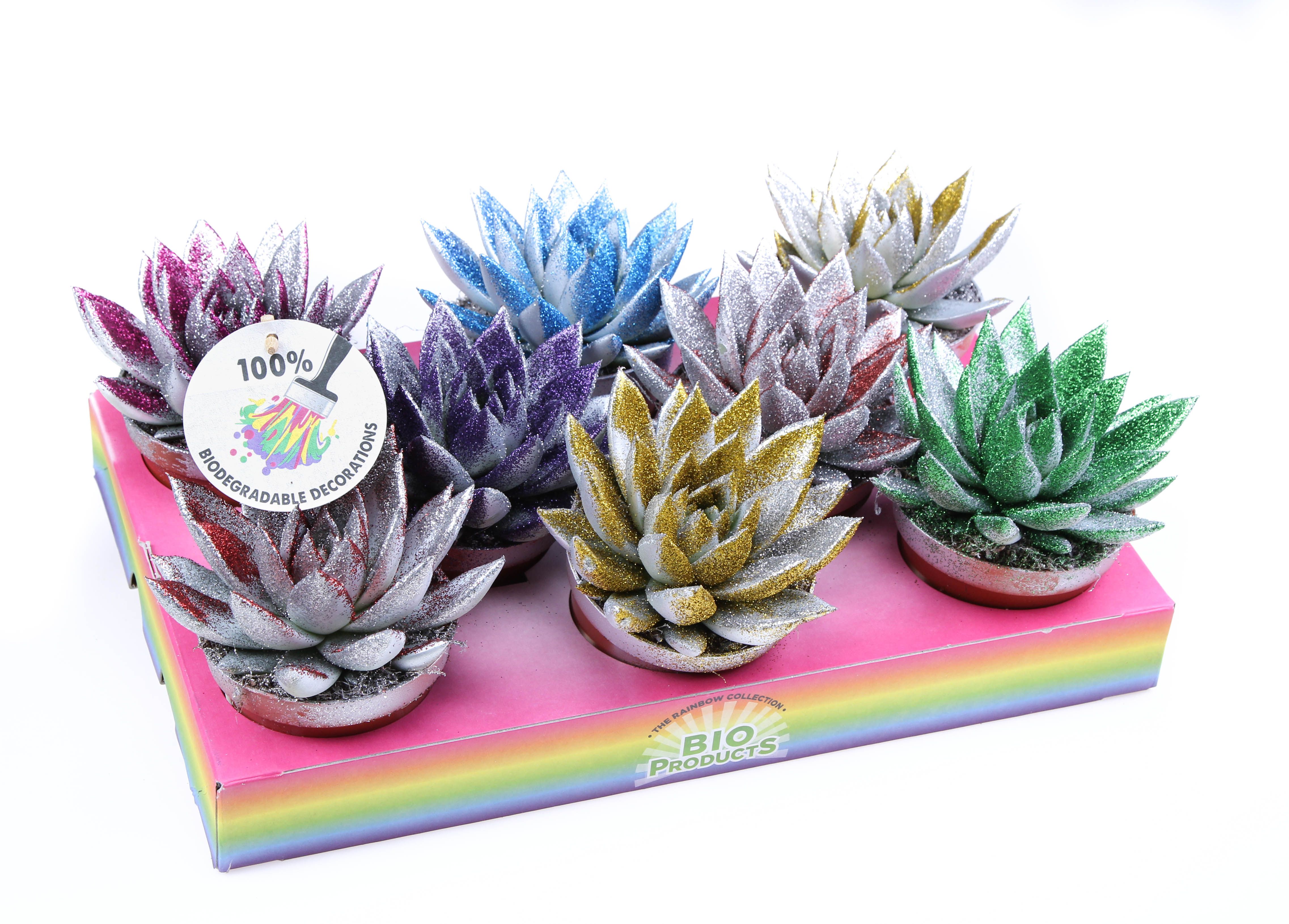 Bio miranda zilver + MIX glitter, D 10,5