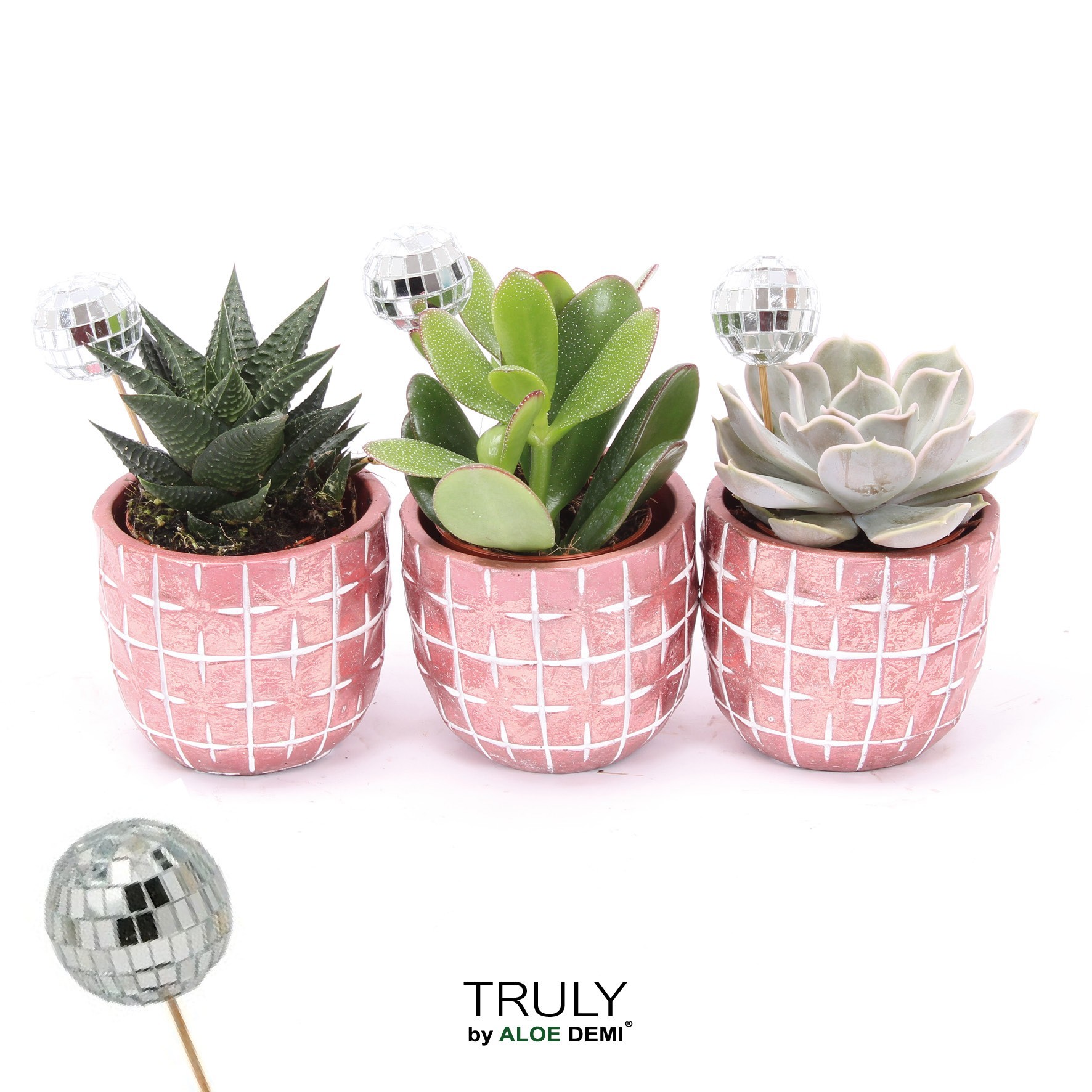TRULY Succulent, Disco Mosaic Red Disco, D 7