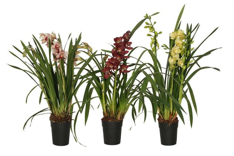 Cymbidium p14 mix 3T, D 14