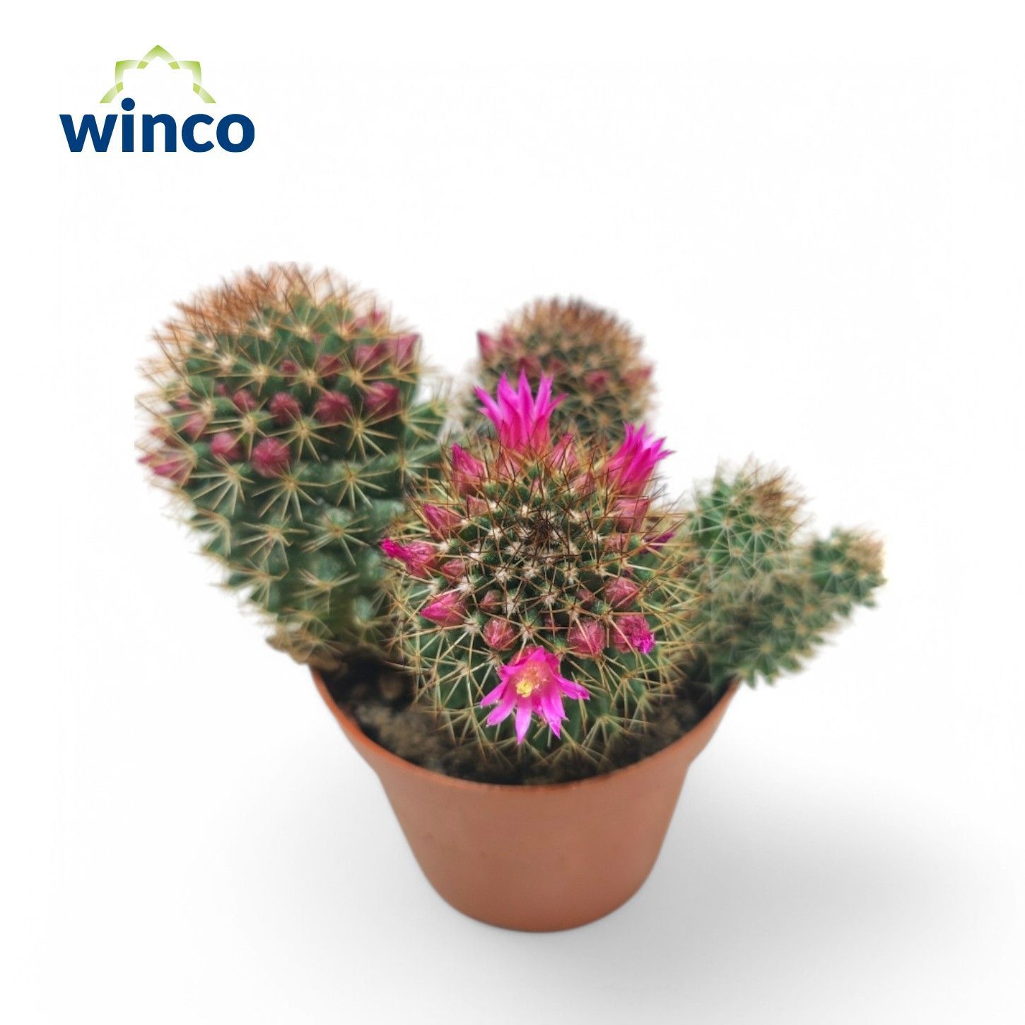 Mammillaria Ernestii Rubrispinus (Flowering), D 8,5