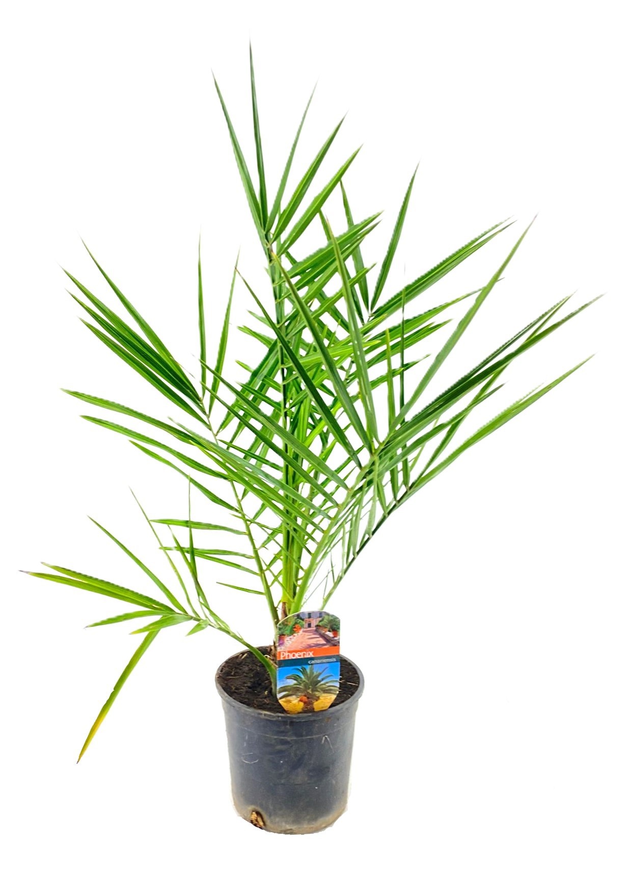 Phoenix canariensis, D 15